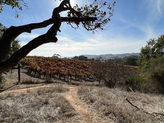 Fall colors at Westwood Hills.