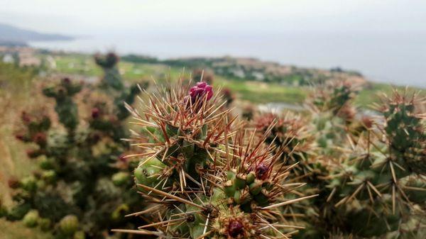 Cholla