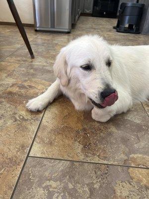 Freshly groomed puppy