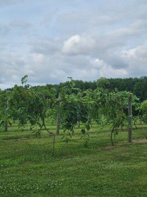 View of the vines