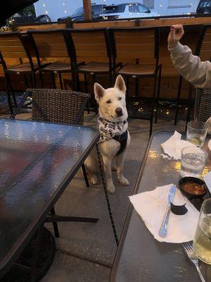 Patio is doggie friendly