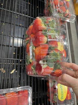 Super moldy strawberries