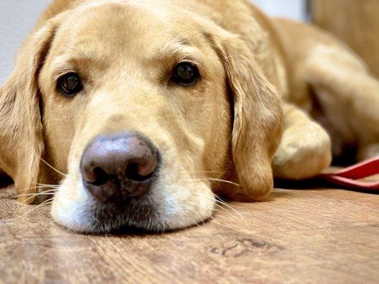 Being patient waiting for the dogtor