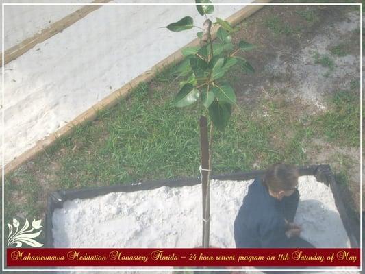 Planting of the Bodhi Tree