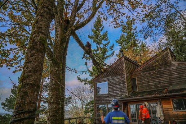 Difficult large branch we removed successfully using roping methods in Tiger Mountain.