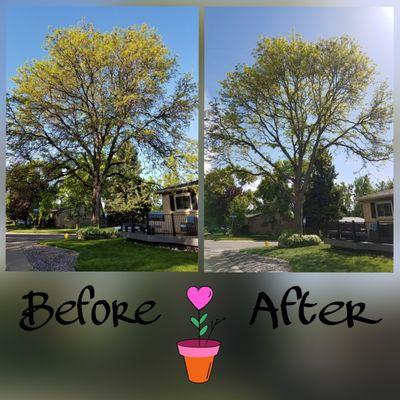 Clean up of Honey Locust Tree (42 years old)