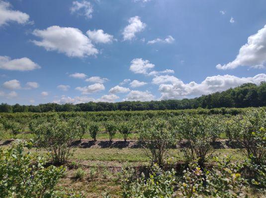 Stateline Blueberries