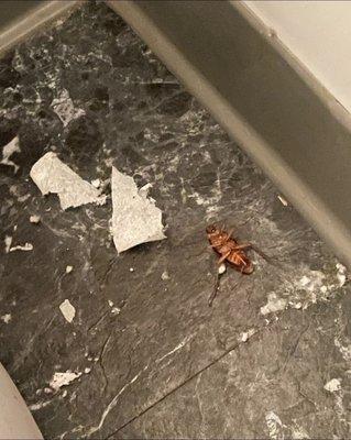 Had a family member come in and she sent me this pic of ROACH in the bathroom