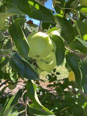 Golden delicious apples