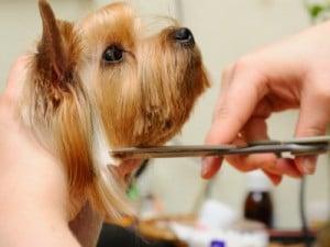 Dog Boarding & Grooming