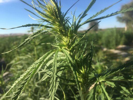 Our Hemp Farm In Paso Robles California