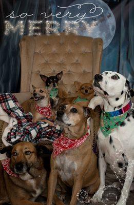 Christmas at Your Pet Butler LLC 2016