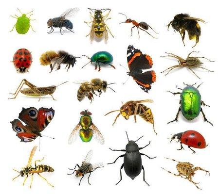 We know about ALL types of pests!