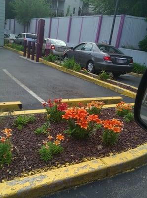 Such pretty flowers for a drivethru