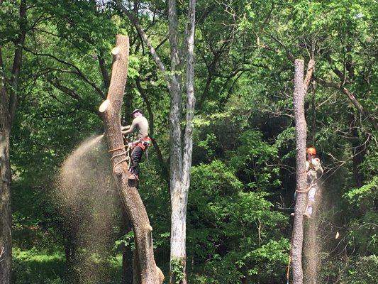 Dueling Chainsaws - Impressive!