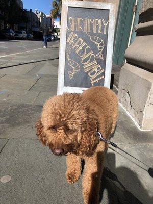 Finn cruising the strip!