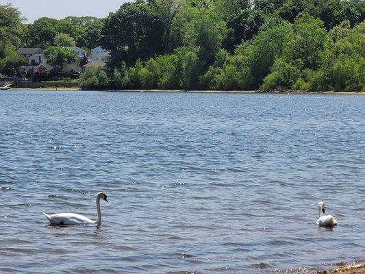 Ronkonkoma Town Beach