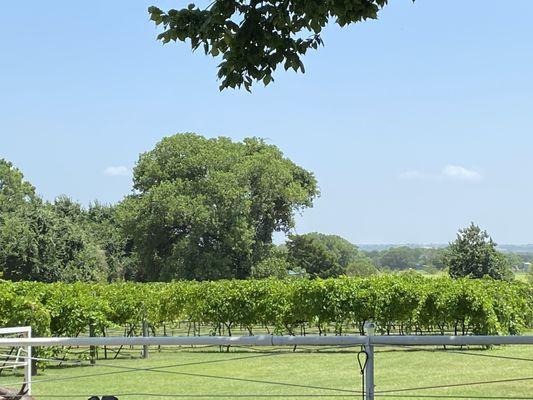 TF Vineyard & Winery