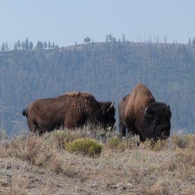 Yellowstone Bison