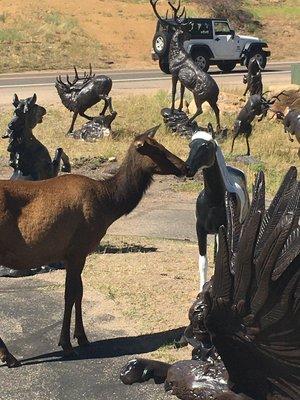 A lovely cow elk seeing what animals we have!