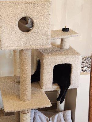 So many cat trees and platforms and cat toys.