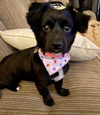 Perfect cut for our terrier mix! Adorable girly bandana.