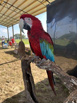 Bird show- the farmer said this bird has an attitude but it is so pretty