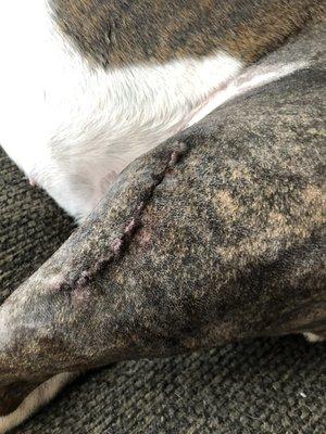 Luxating patella surgery wound