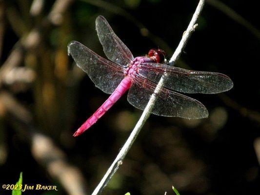 Dragonfly