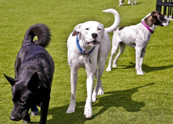 Artificial Grass for Dogs Cleveland