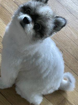 Pomeranian