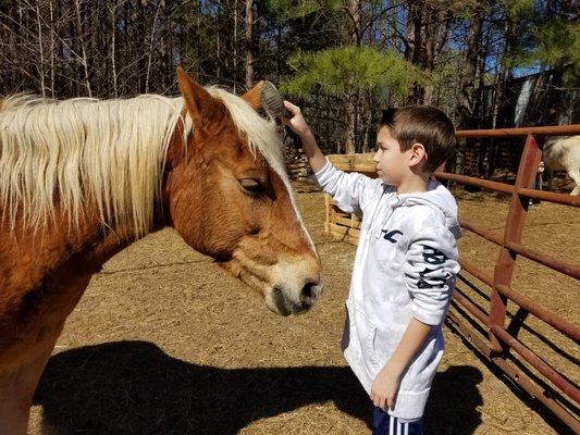 All ages can connect with horses during our horsemanship lessons and clinics.