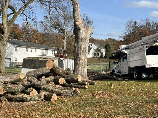 White Oak tree 246 years old