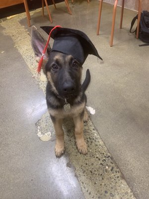 Graduation from basic obedience class