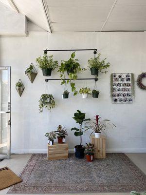 Cute hanging plants