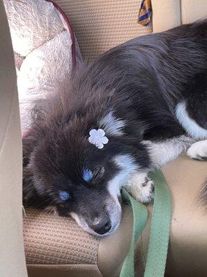 Blue eyebrows and flowers