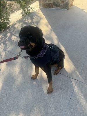 My dog, going home in her pretty 24-hour holter monitor.