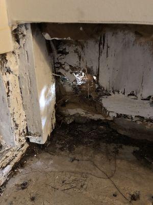 Hole in wall due to rot