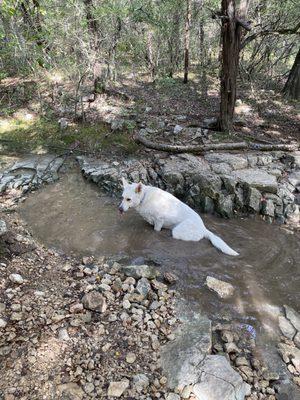 Cute doggos on the trail!