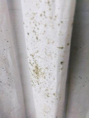 Moldy shower curtain