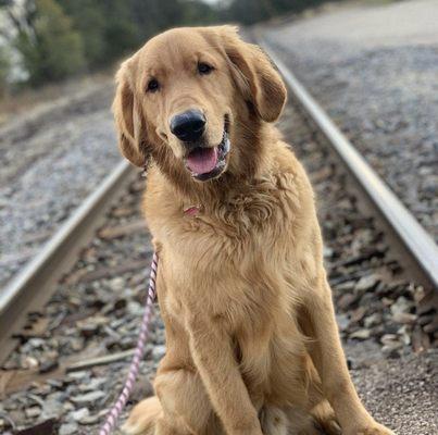 Fast Tracks Canine Activity Center