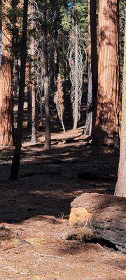 Crescent Meadow and Tharp's Log