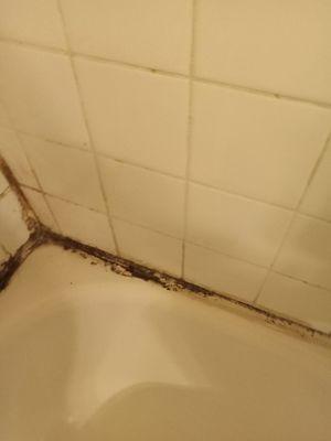 Gross mold in the bathroom