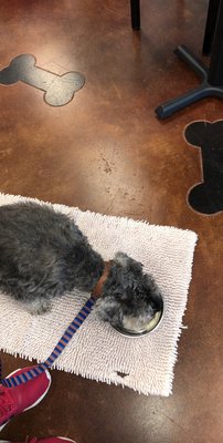 Blanket enjoys his peppermint ice cream