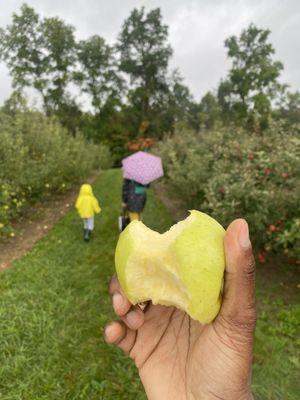 At the Mulberry Road location where apple picking is located -- Sunday, 29 September 2024