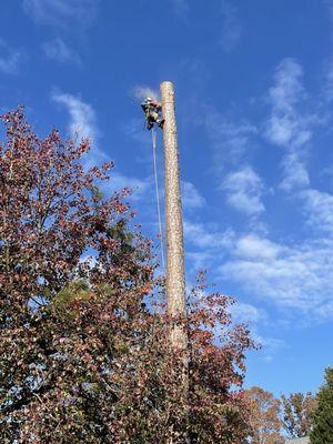 North Spring Gardening