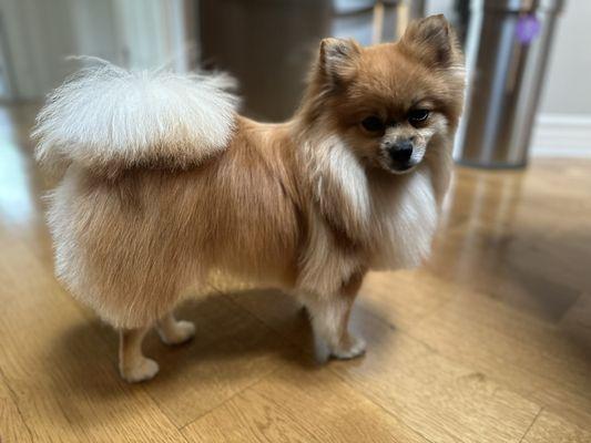 The girls at Royal Pet Grooming always do  Such a great job with my Pomeranian