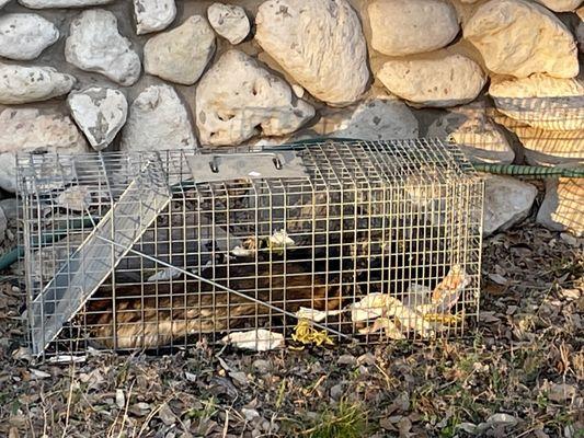 Dead baby raccoon left behind by because company was too busy to come release the raccoon.