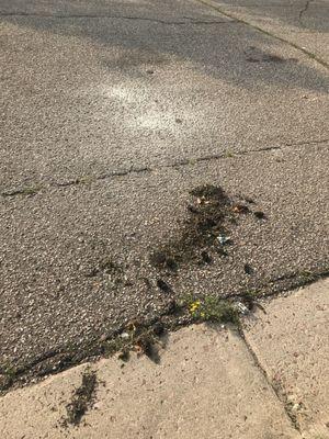 The three lines of pine needles from three trash cans and two paint puddles that Springs Waste left in front of my house after I fired them.