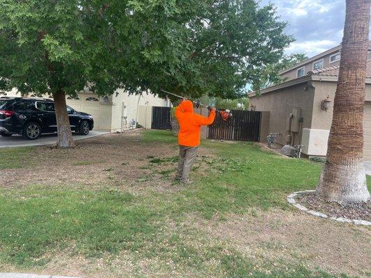 Cleaning a tree